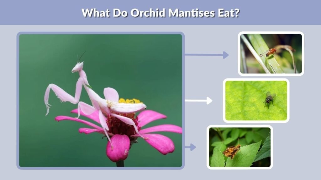 What Do Orchid Mantises Eat?
