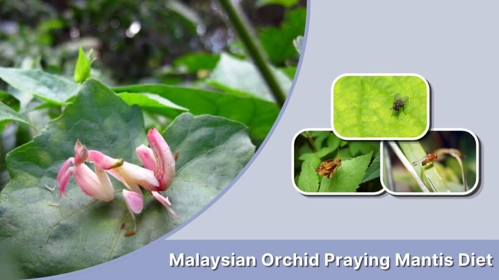 Malaysian Orchid Praying Mantis Diet