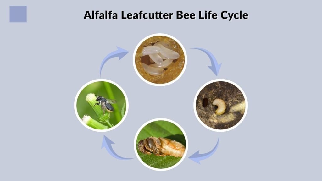 Alfalfa Leafcutter Bee Life Cycle