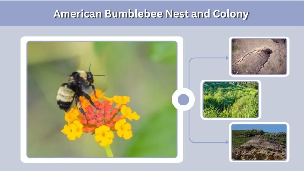 American Bumblebee Nest and Colony