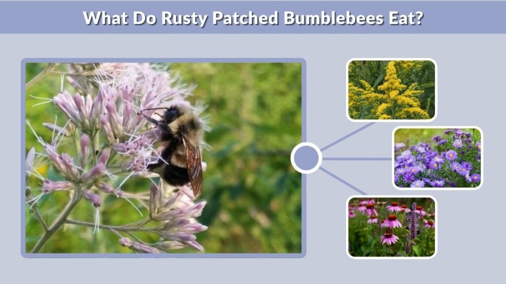 What Do Rusty Patched Bumblebees Eat?