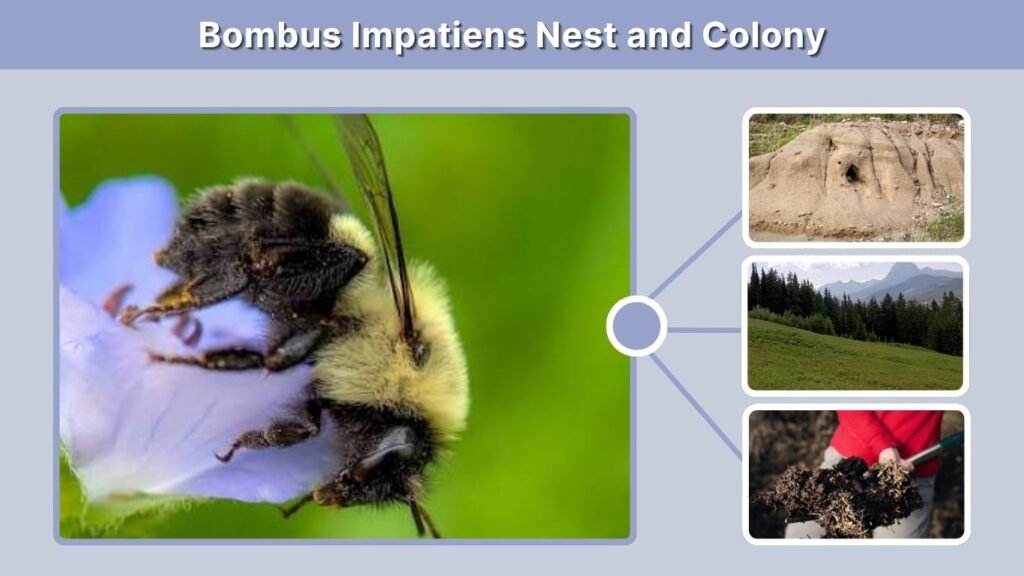 Bombus Impatiens Nest and Colony