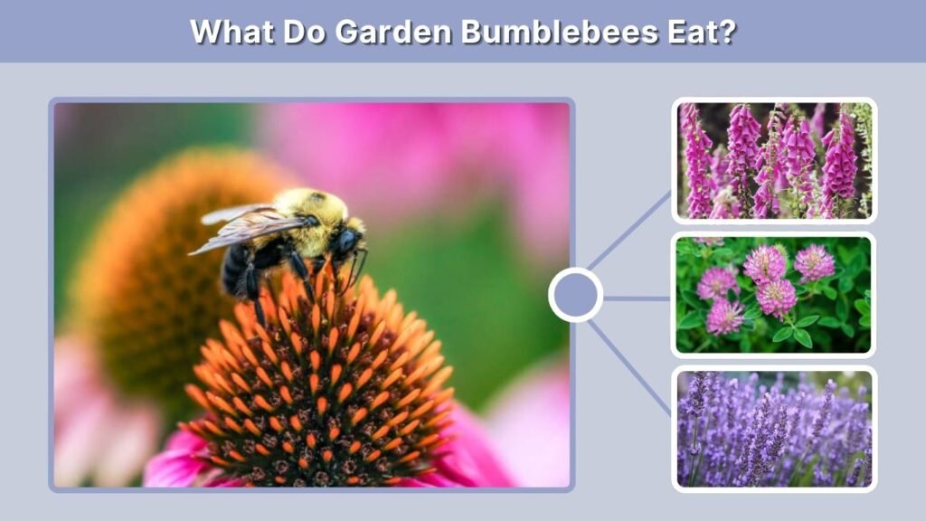 What Do Garden Bumblebees Eat?