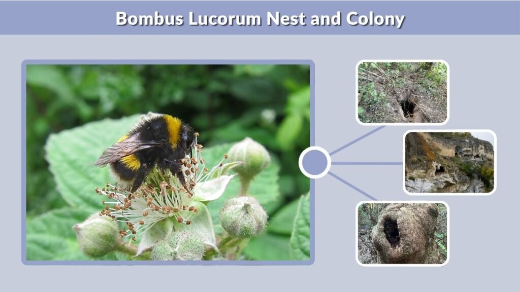 Bombus Lucorum Nest and Colony