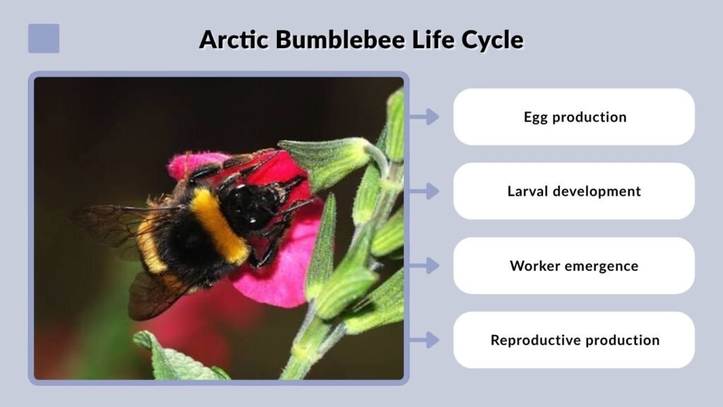 Arctic Bumblebee Life Cycle