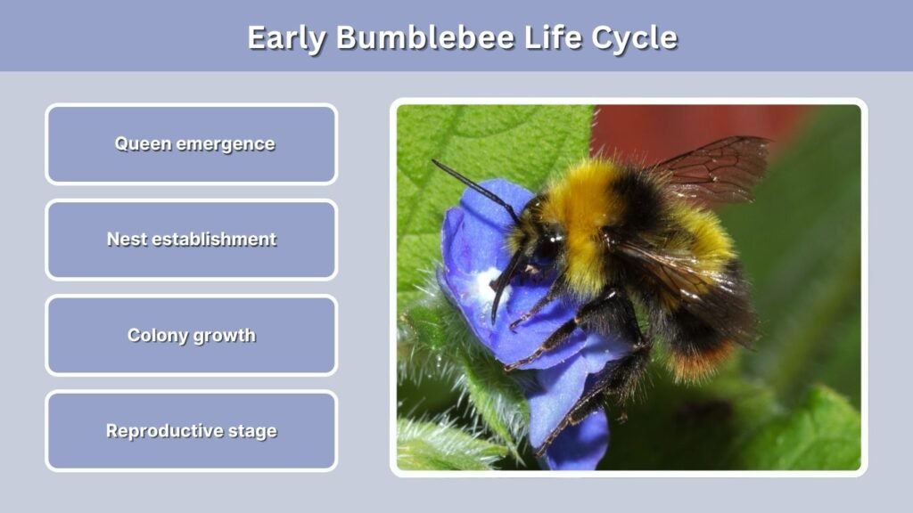 Early Bumblebee Life Cycle
