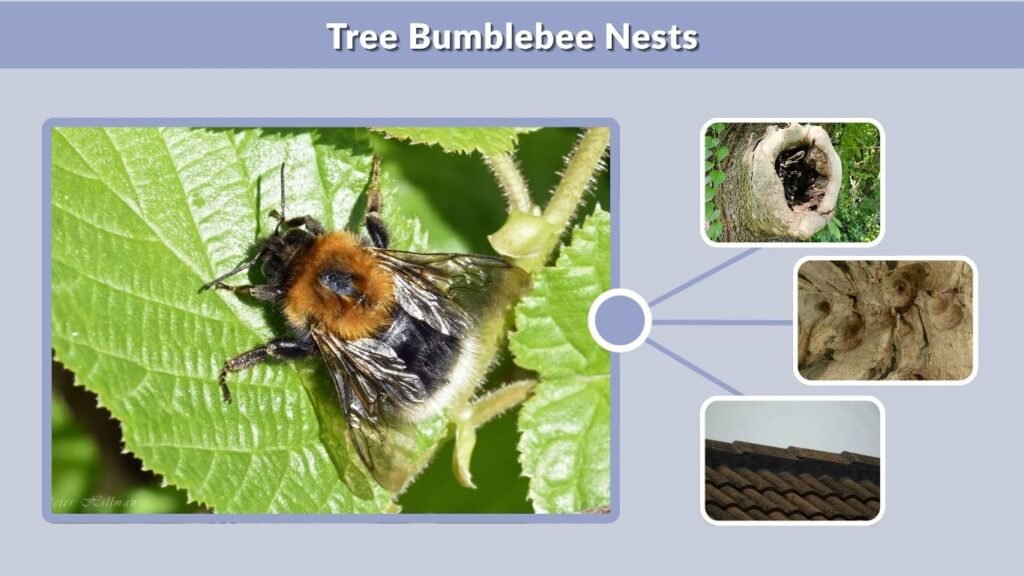 Tree Bumblebee Nests