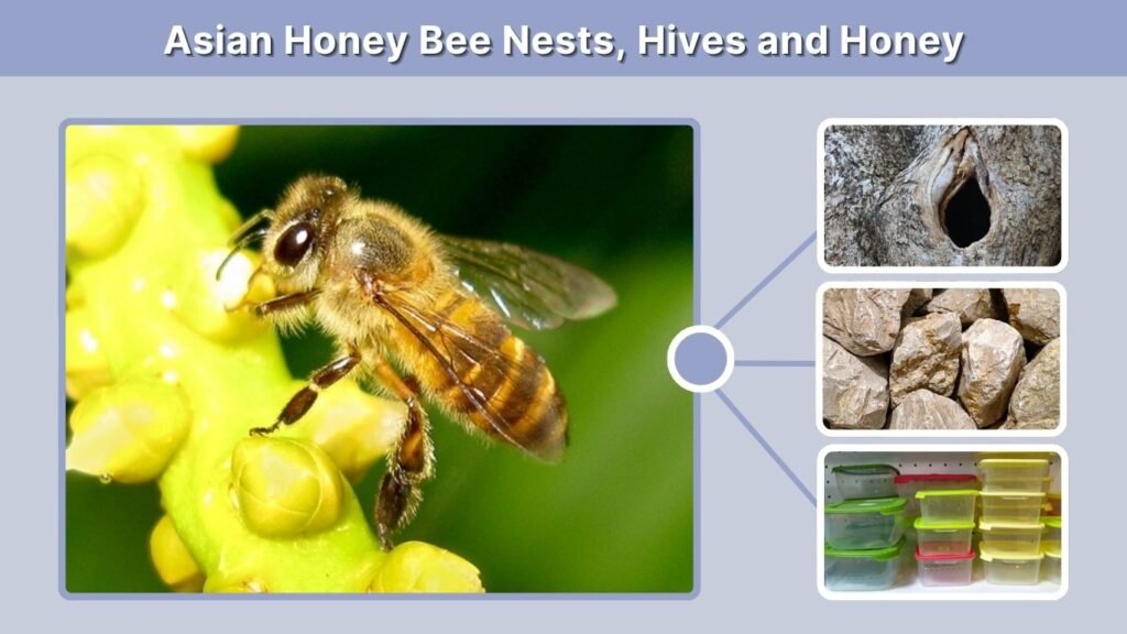 Asian Honey Bee Nests, Hives and Honey