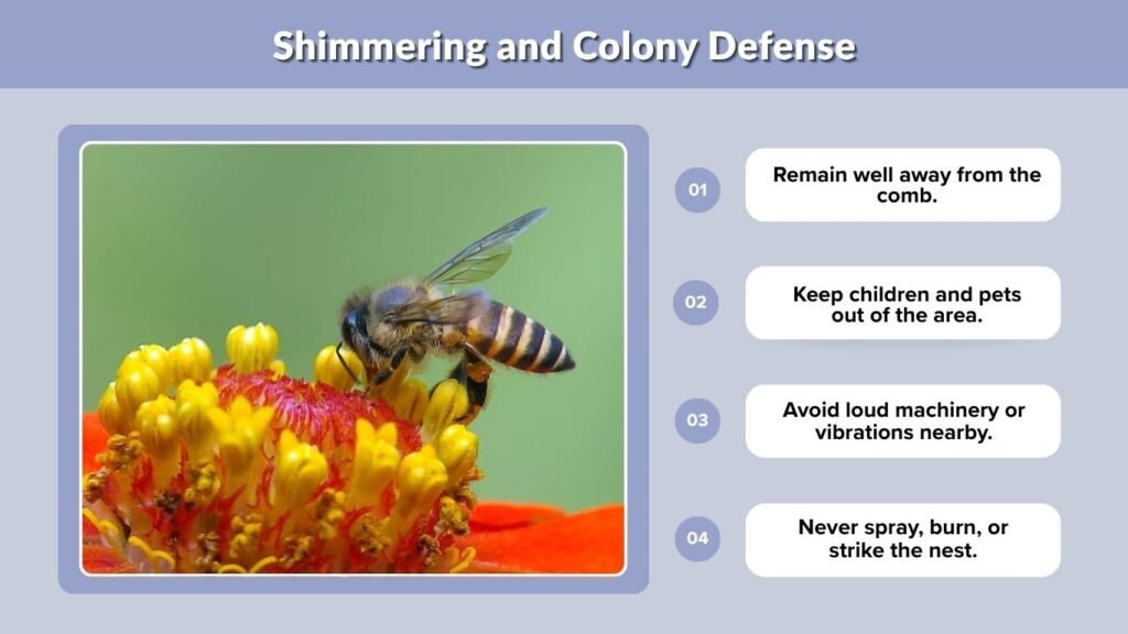 Shimmering and Colony Defense