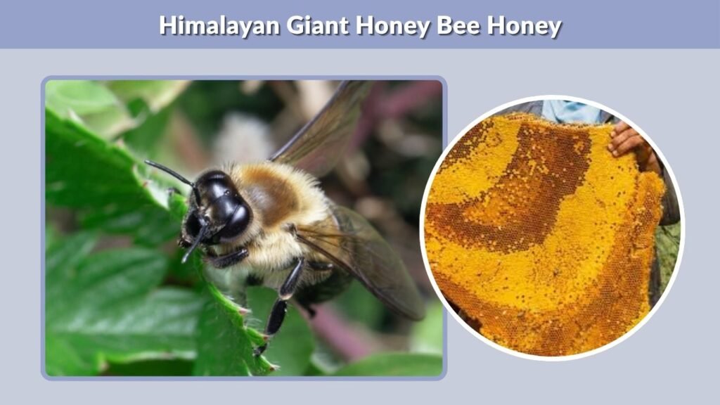 Himalayan Giant Honey Bee Honey