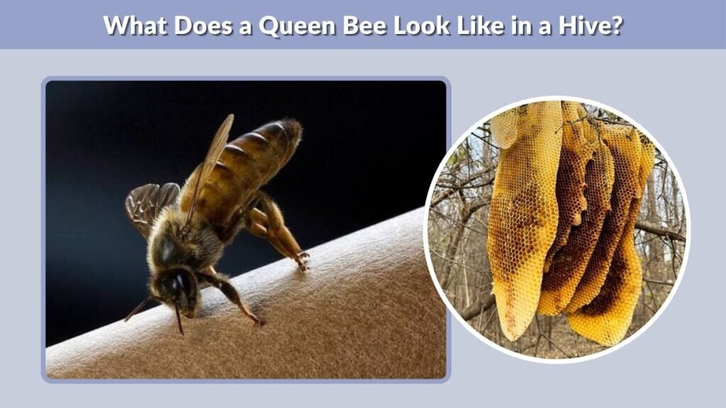 What Does a Queen Bee Look Like in a Hive?