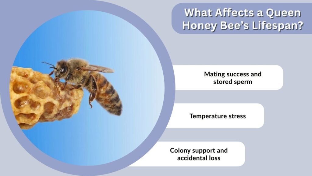 What Affects a Queen Honey Bee’s Lifespan?