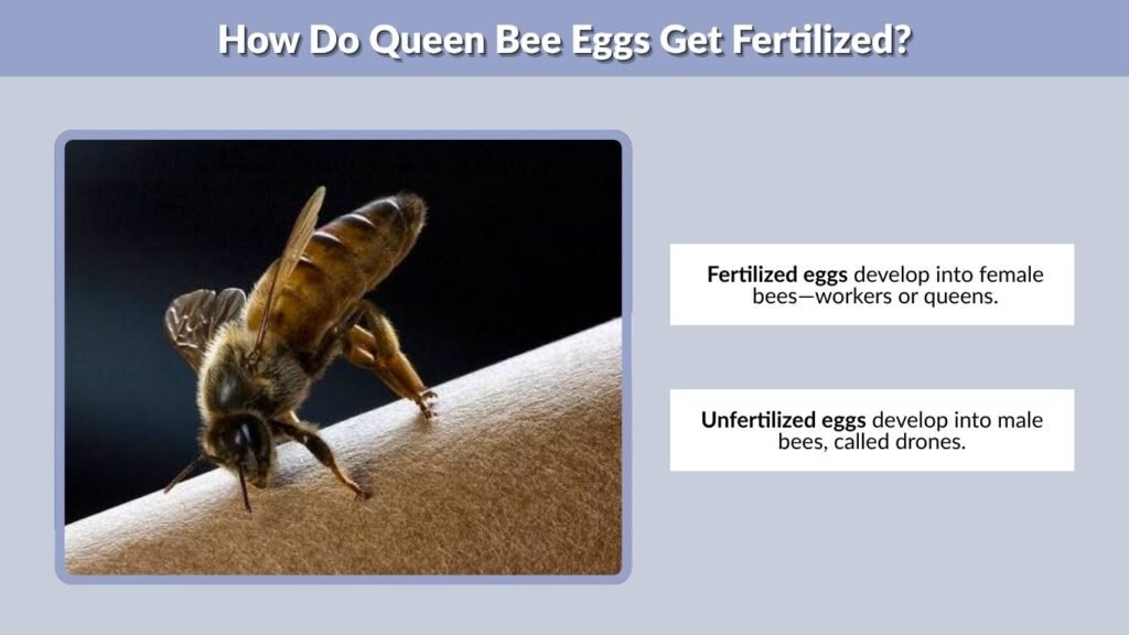 How Do Queen Bee Eggs Get Fertilized?