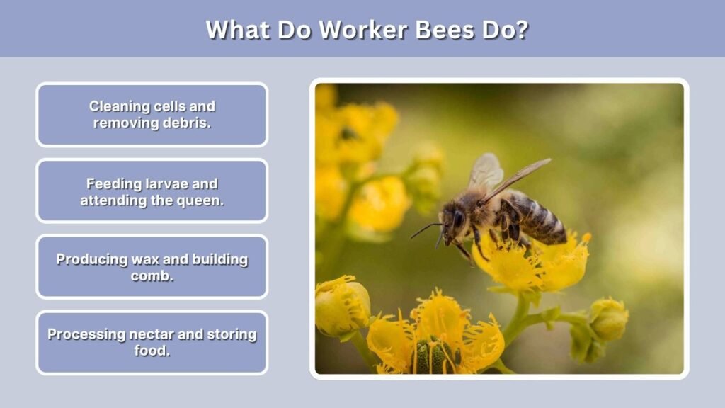 What Do Worker Bees Do?
