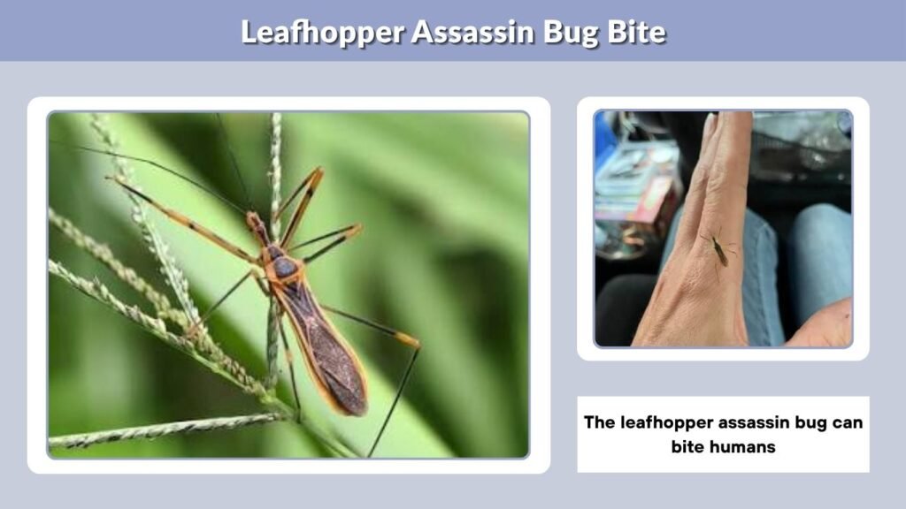 Leafhopper Assassin Bug Bite