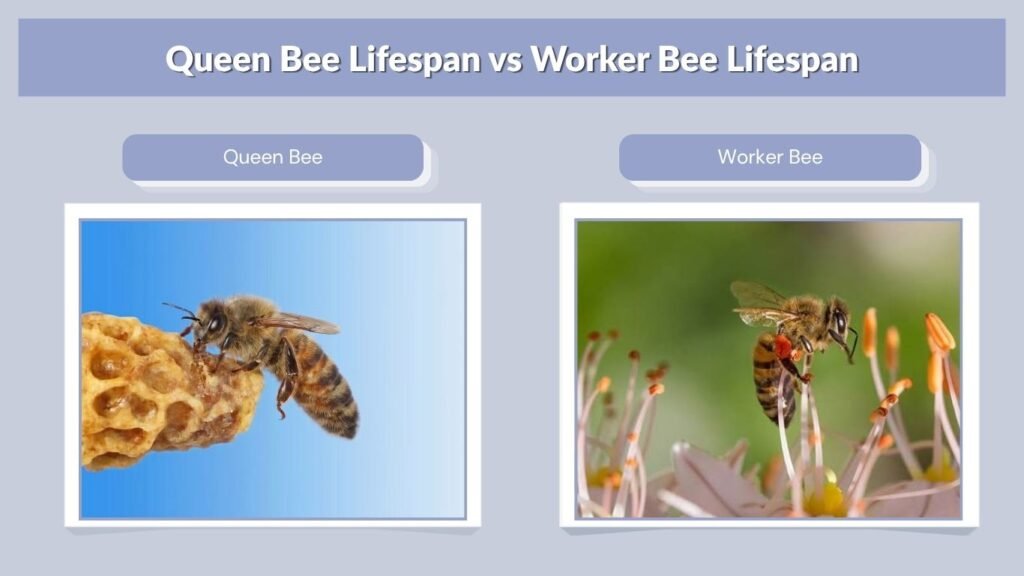 Queen Bee Lifespan vs Worker Bee Lifespan