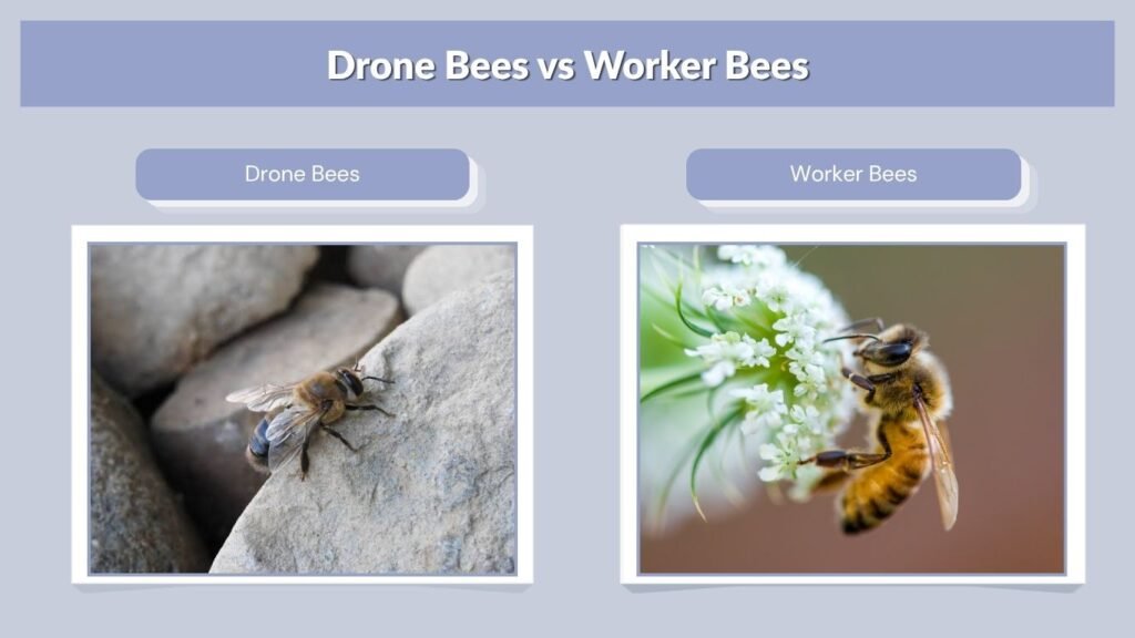 Drone Bees vs Worker Bees
