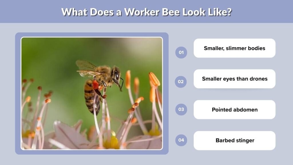 What Does a Worker Bee Look Like?