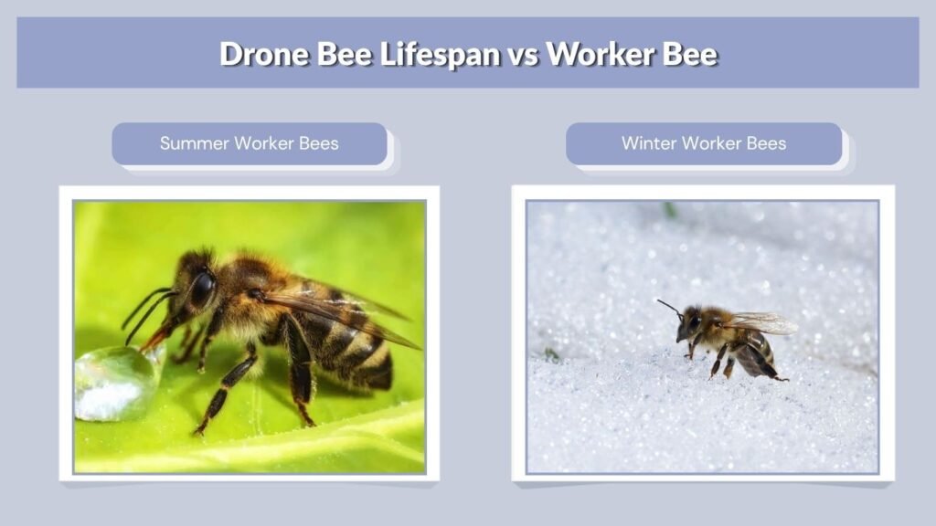 Drone Bee Lifespan vs Worker Bee