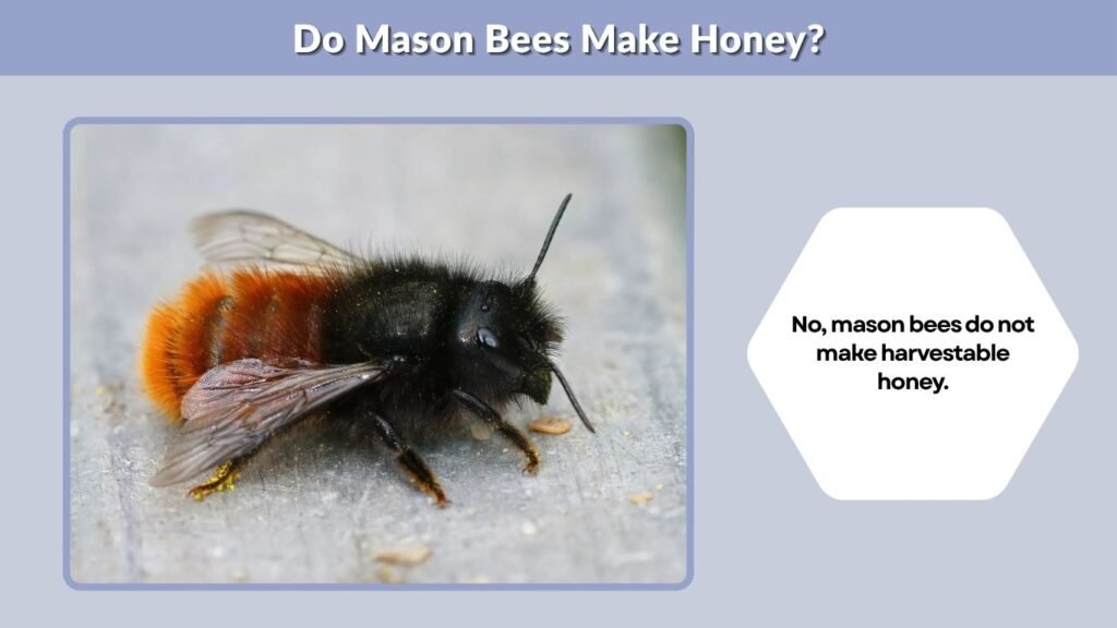 Do Mason Bees Make Honey?