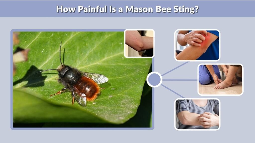 How Painful Is a Mason Bee Sting?