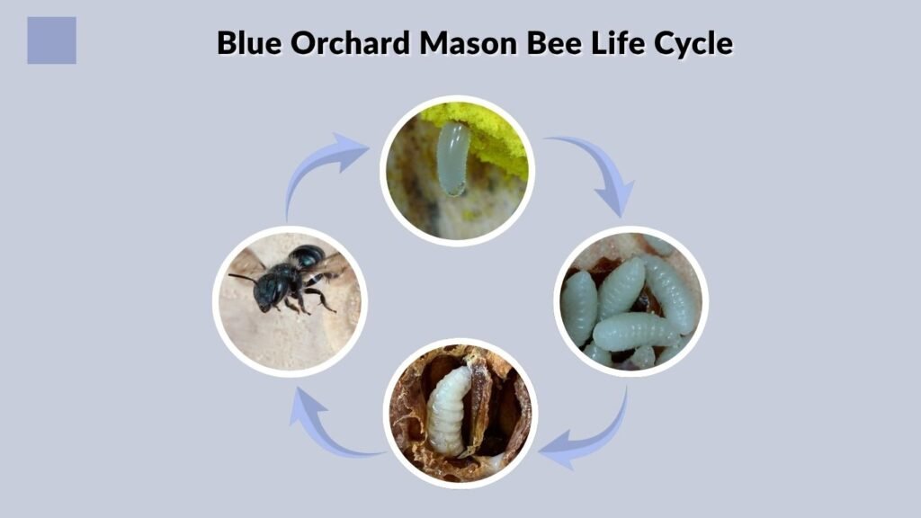 Blue Orchard Mason Bee Life Cycle