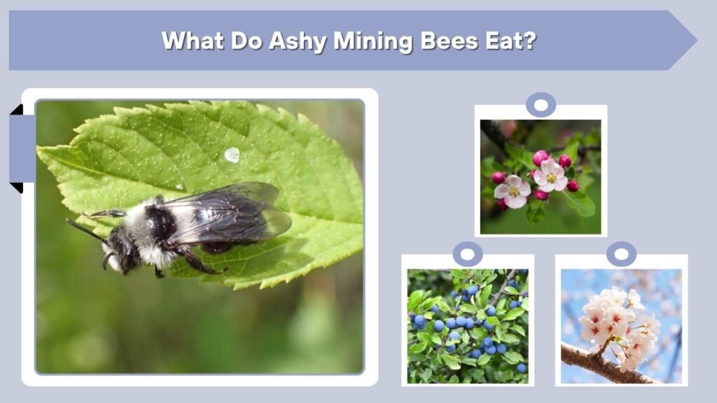 What Do Ashy Mining Bees Eat?