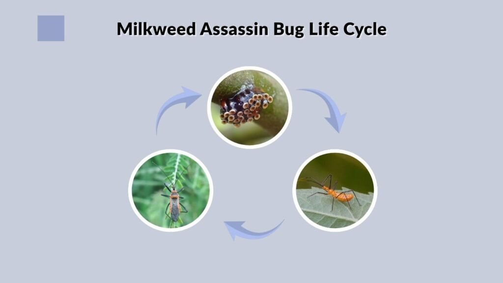Milkweed Assassin Bug Life Cycle