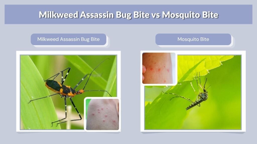 Milkweed Assassin Bug Bite vs Mosquito Bite