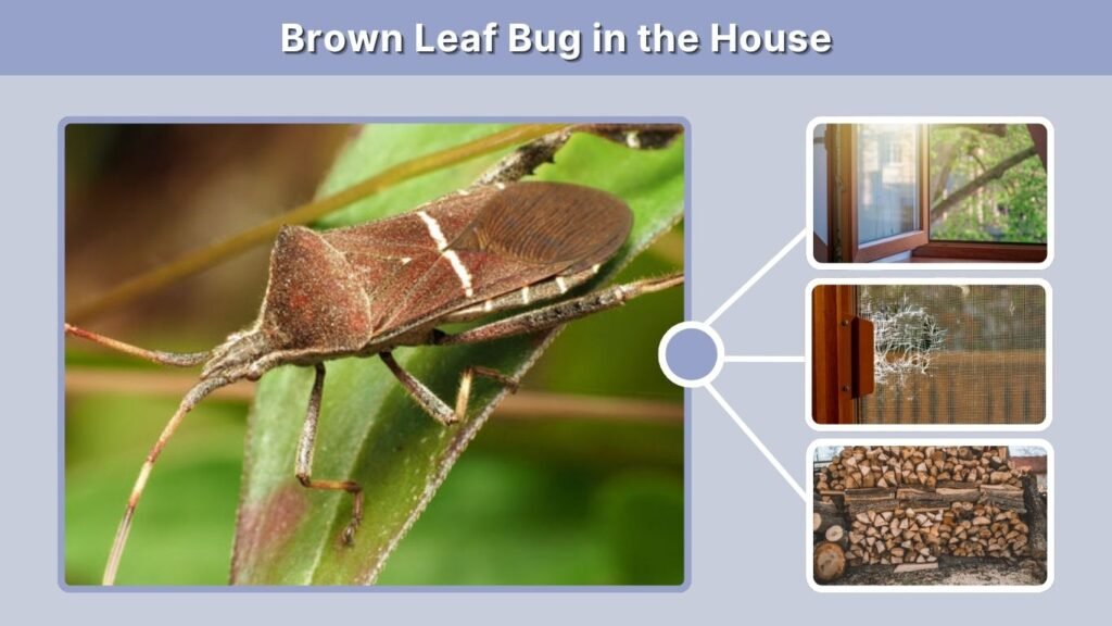 Brown Leaf Bug in the House