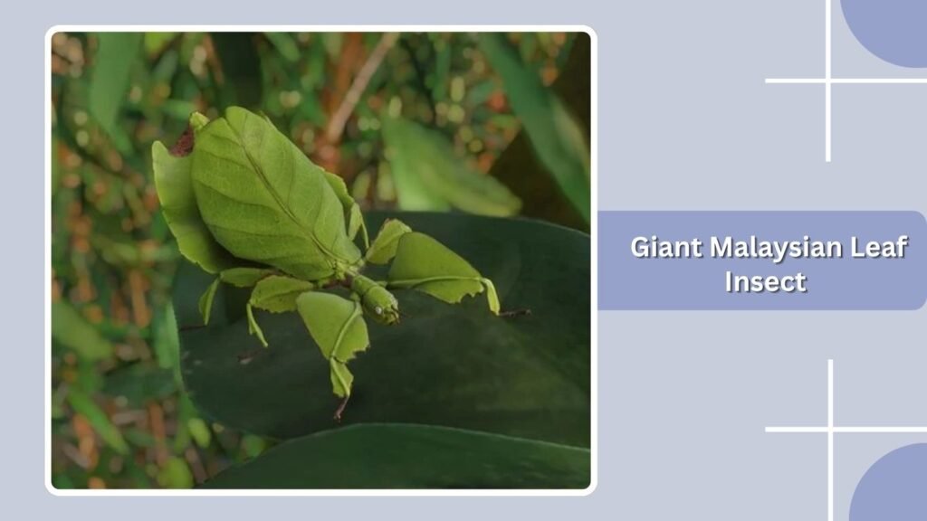 Giant Malaysian Leaf Insect