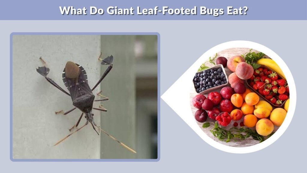 What Do Giant Leaf-Footed Bugs Eat?