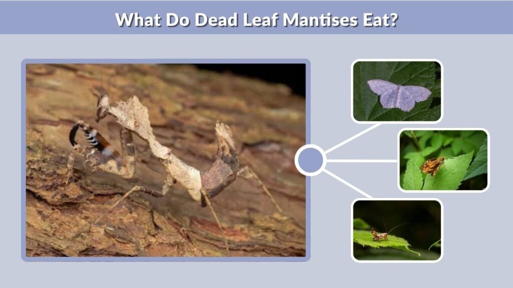 What Do Dead Leaf Mantises Eat?