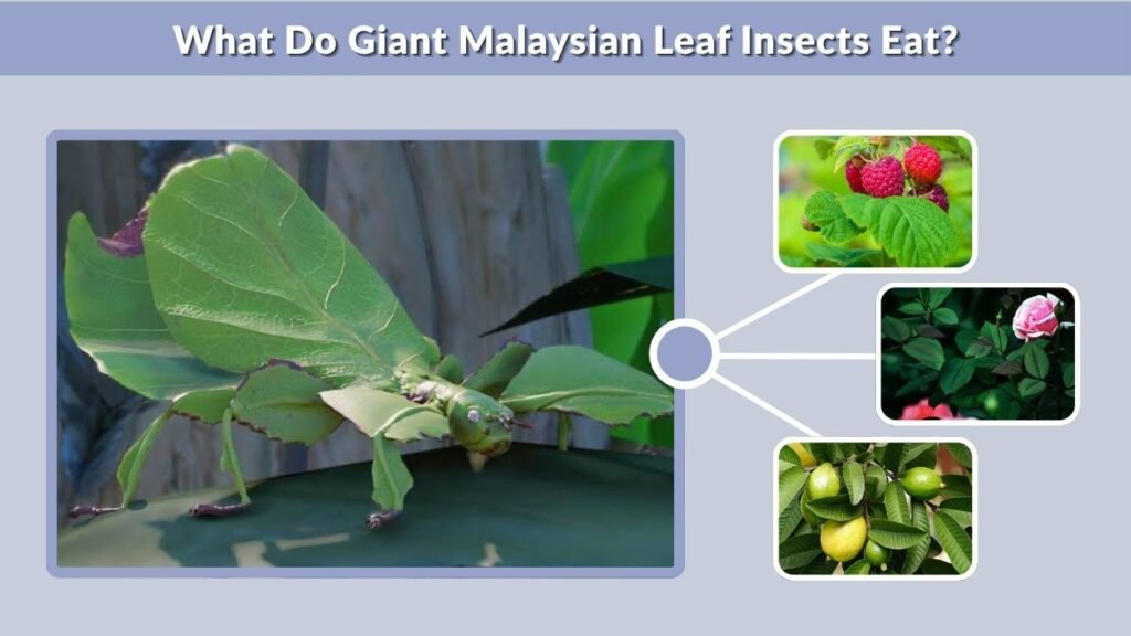 What Do Giant Malaysian Leaf Insects Eat?
