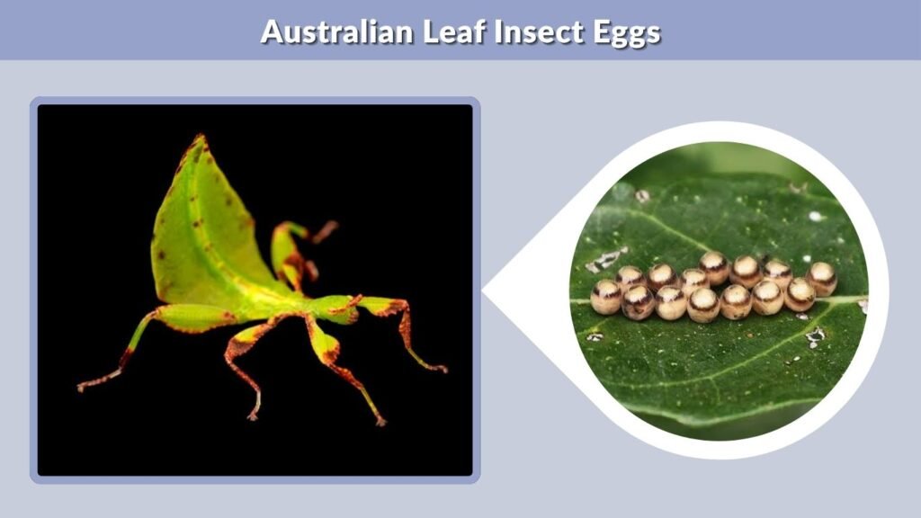 Australian Leaf Insect Eggs