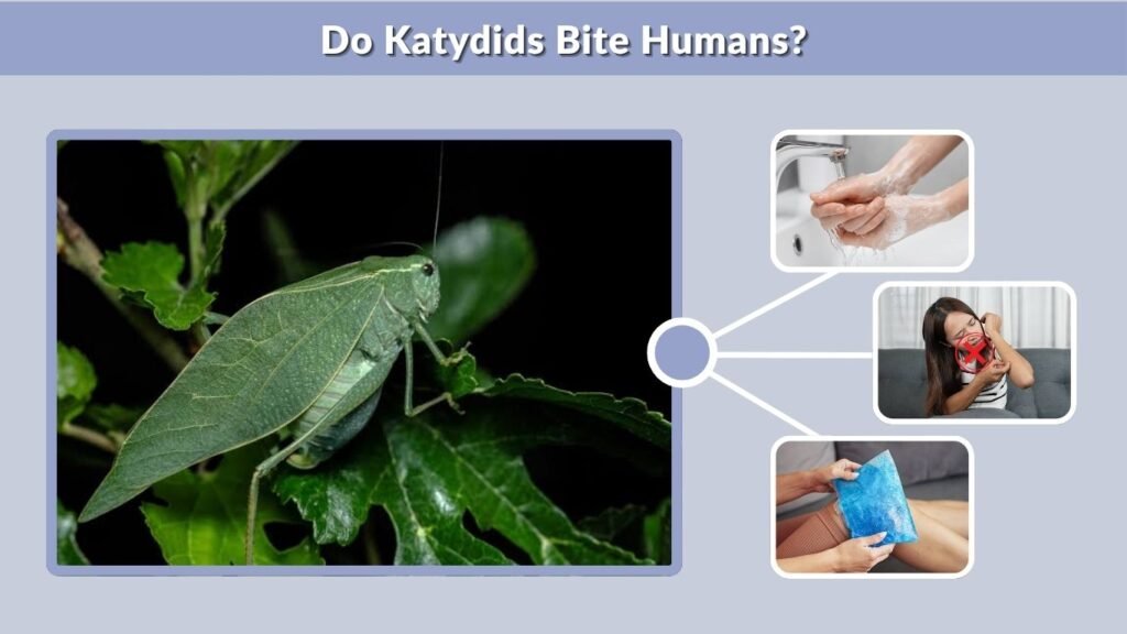 Do Katydids Bite Humans?