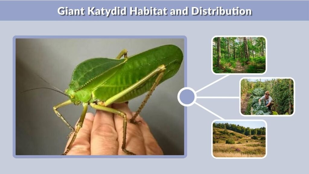 Giant Katydid Habitat and Distribution
