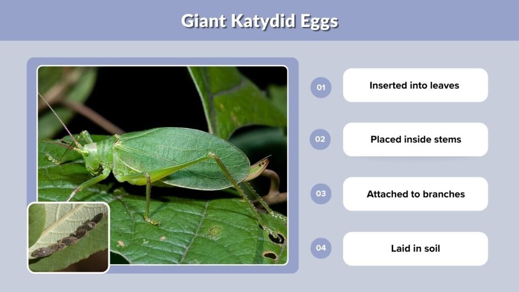 Giant Katydid Eggs