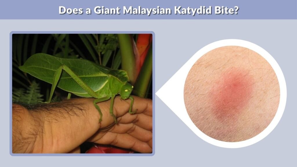 Does a Giant Malaysian Katydid Bite?