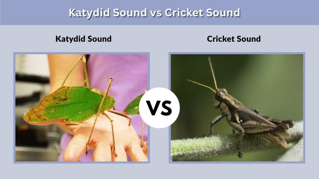 Katydid Sound vs Cricket Sound