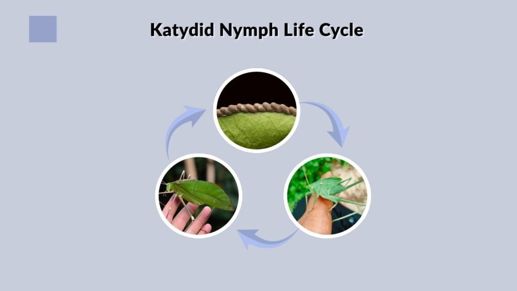 Katydid Nymph Life Cycle