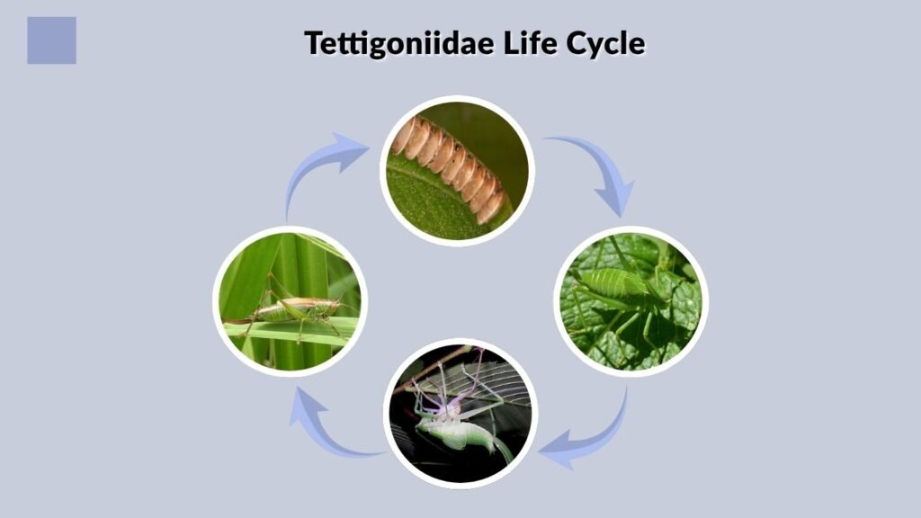 Tettigoniidae Life Cycle