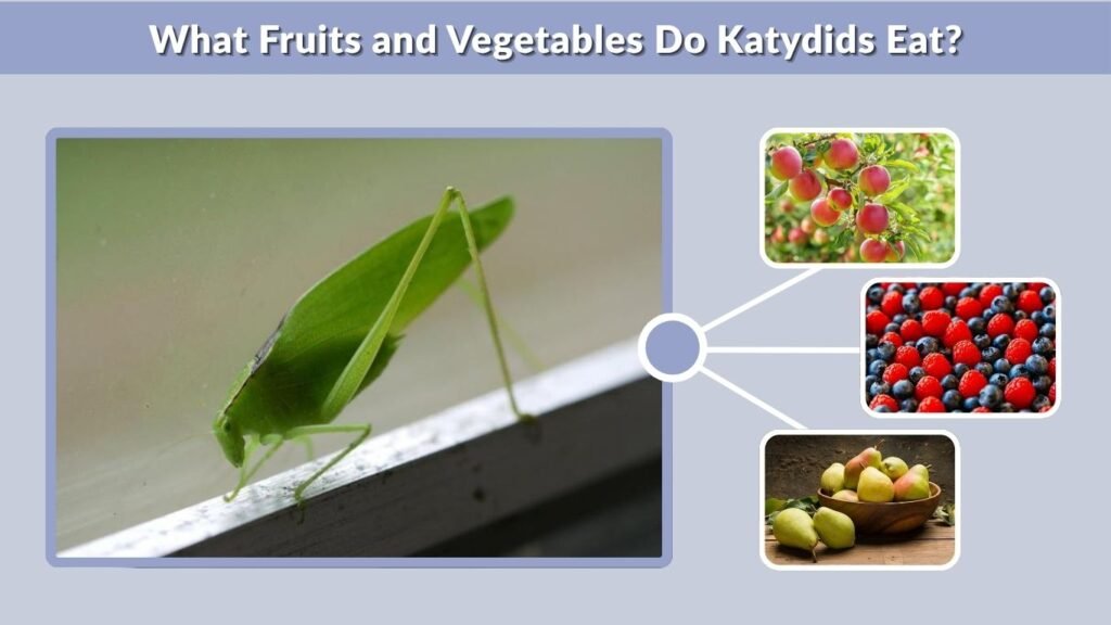 What Fruits and Vegetables Do Katydids Eat?