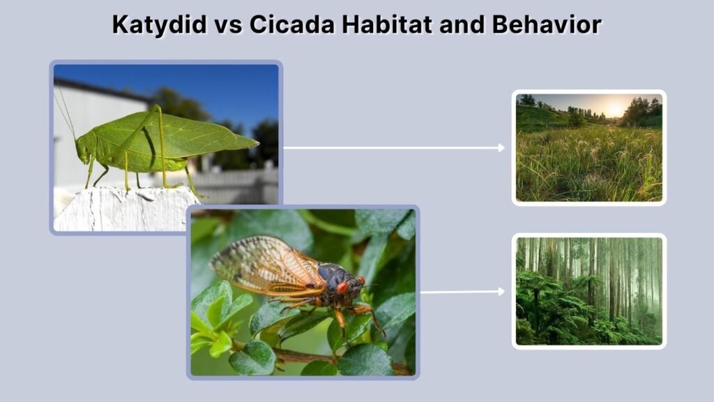 Katydid vs Cicada Habitat and Behavior