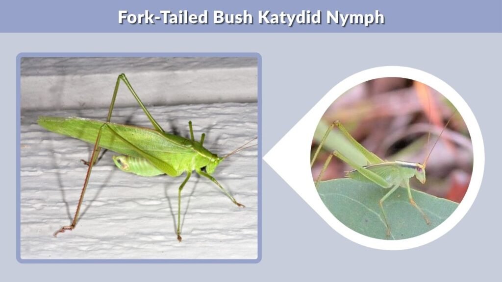 Fork-Tailed Bush Katydid Nymph