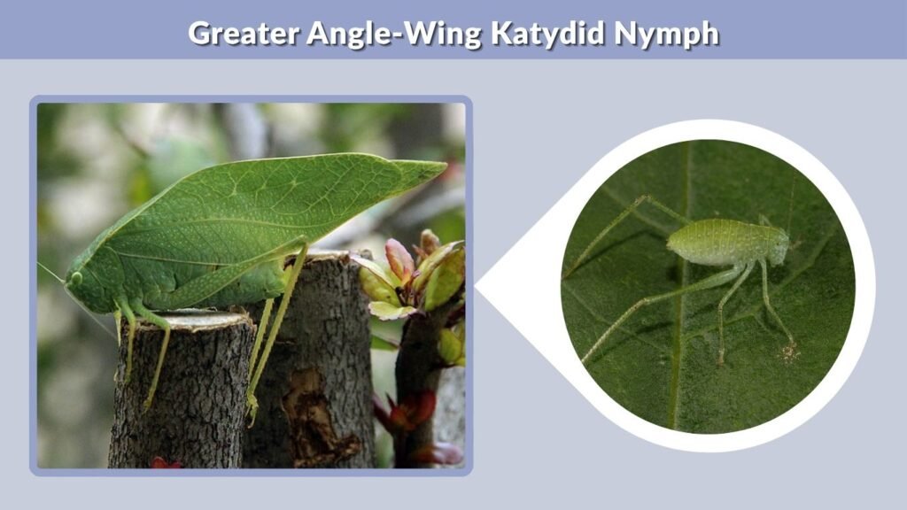 Greater Angle-Wing Katydid Nymph
