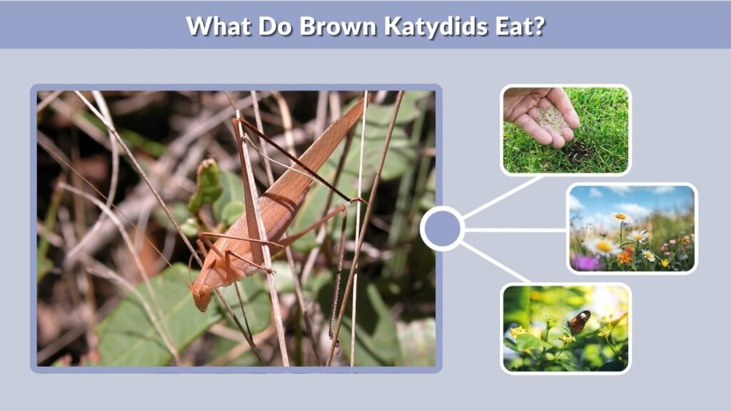 What Do Brown Katydids Eat?