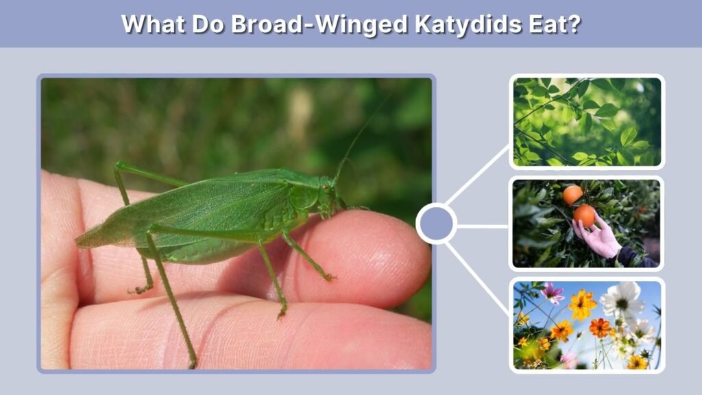 What Do Broad-Winged Katydids Eat?