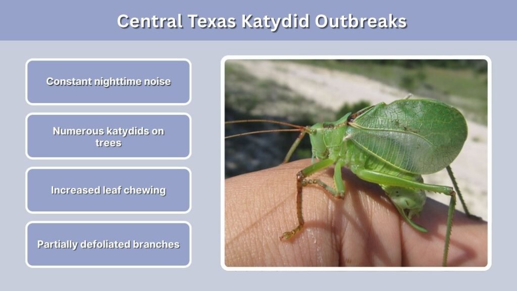 Central Texas Katydid Outbreaks