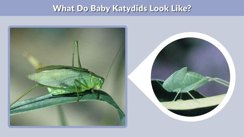 What Do Baby Katydids Look Like?